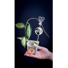 Hoya Latifolia Pot of Gold
