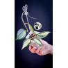Hoya Latifolia Pot of Gold