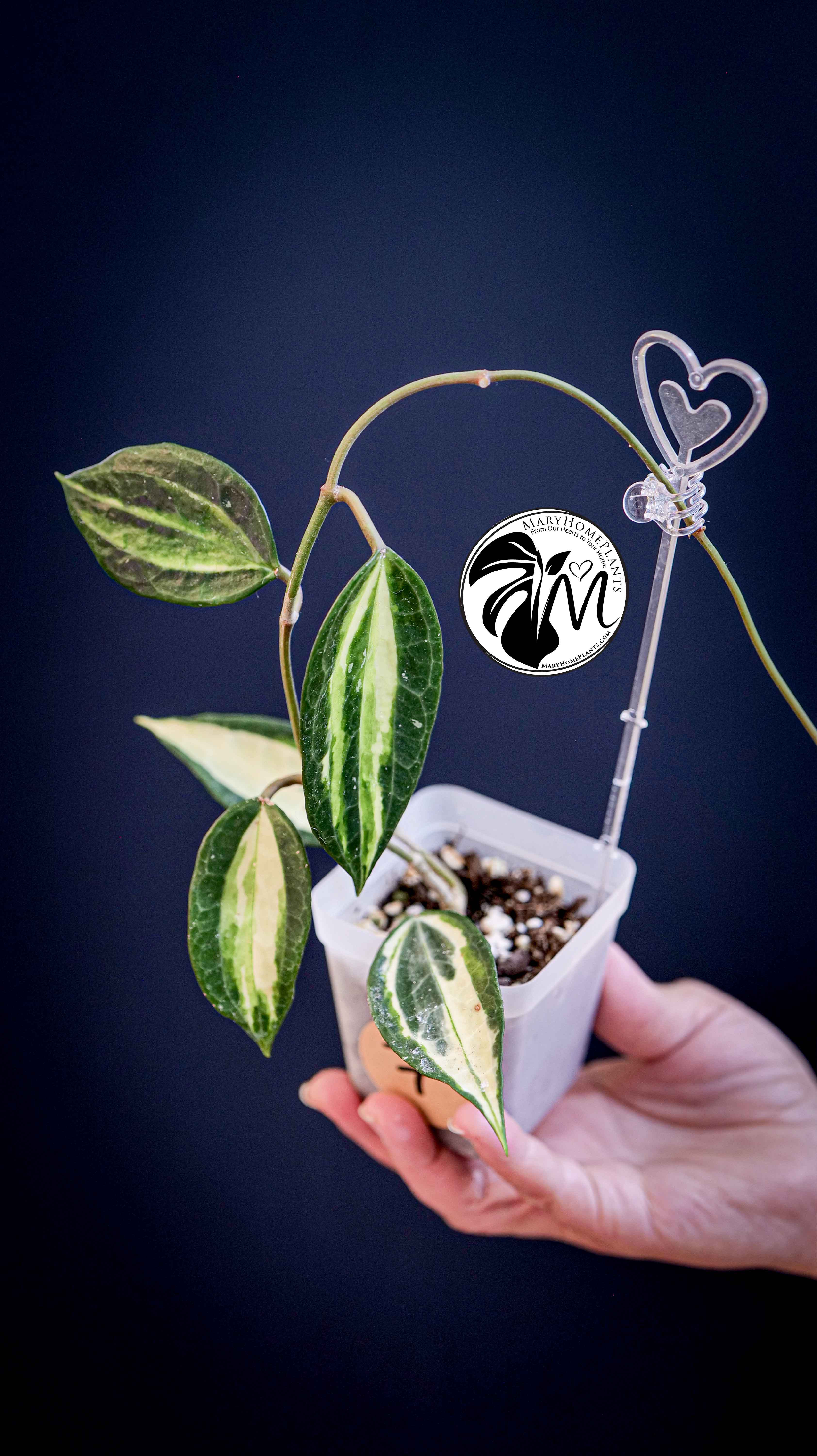 Hoya Latifolia Pot of Gold
