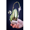 Hoya Latifolia Pot of Gold