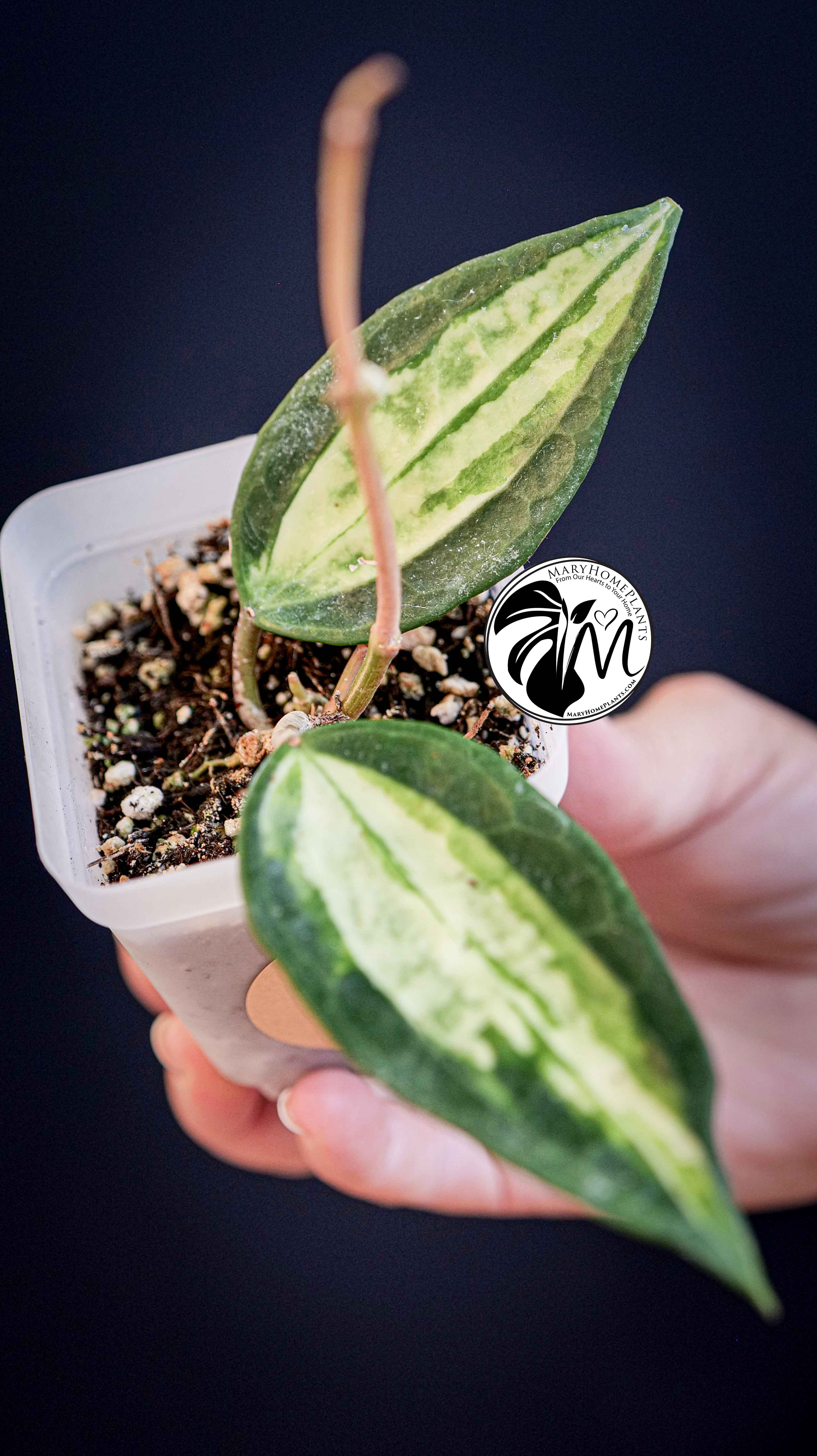 Hoya Latifolia Pot of Gold