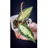 Hoya Latifolia Pot of Gold