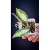 Hoya Latifolia Pot of Gold