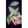 Hoya Latifolia Pot of Gold