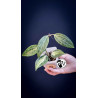 Hoya Latifolia Pot of Gold