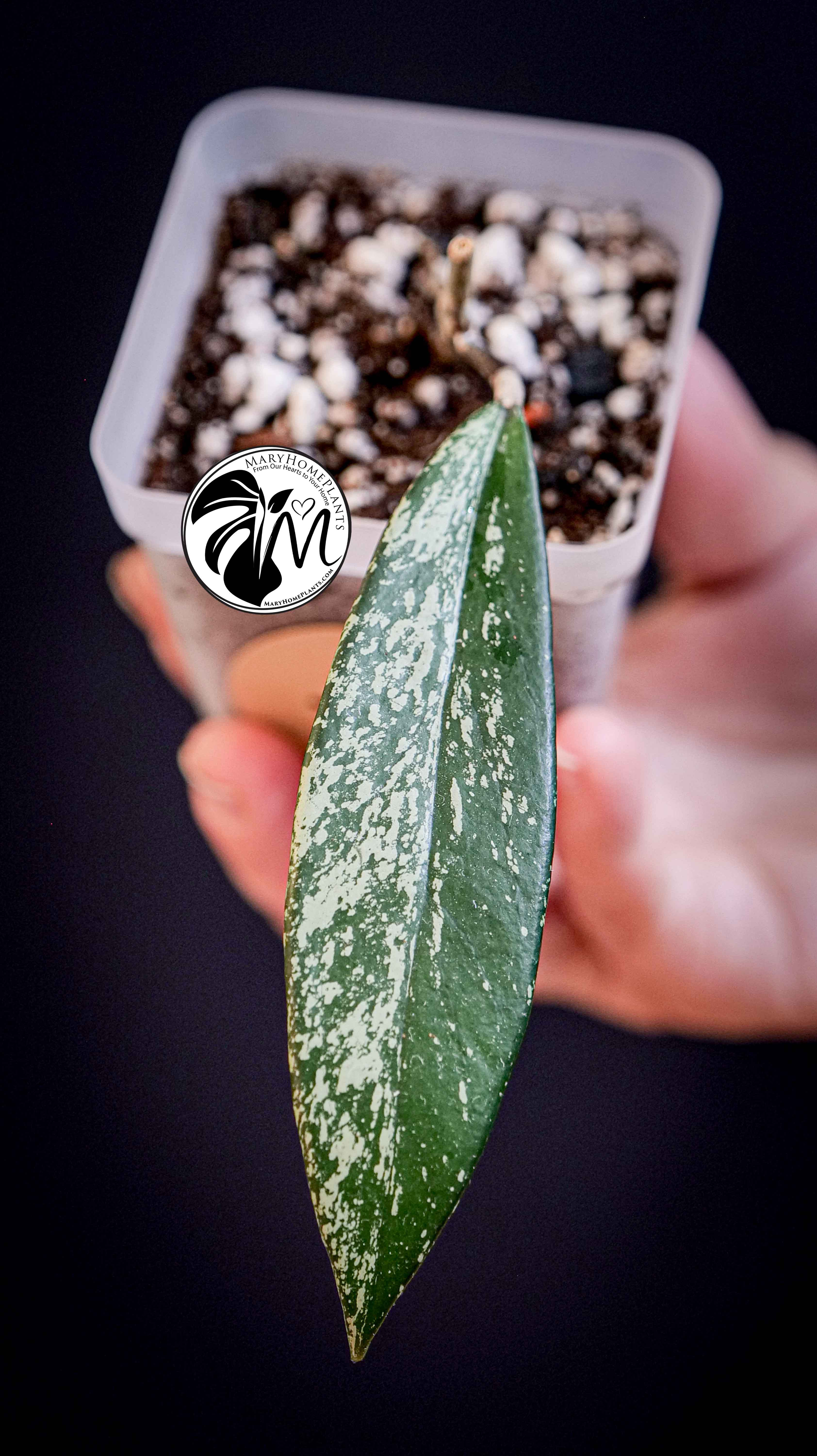 Hoya Pubicalyx Splash