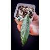 Hoya Pubicalyx Splash