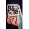 Hoya Pubicalyx Splash