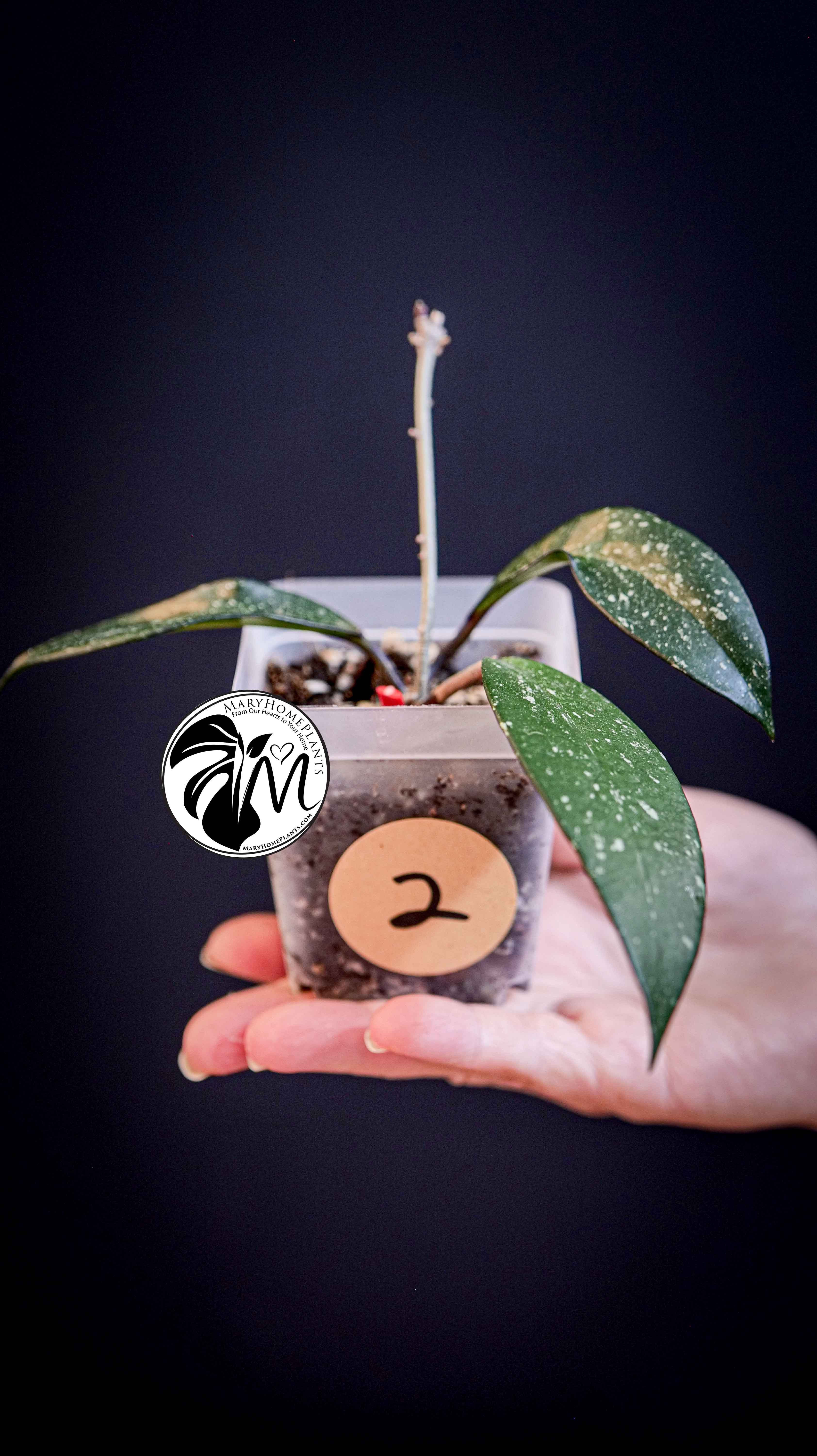Hoya Pubicalyx Splash