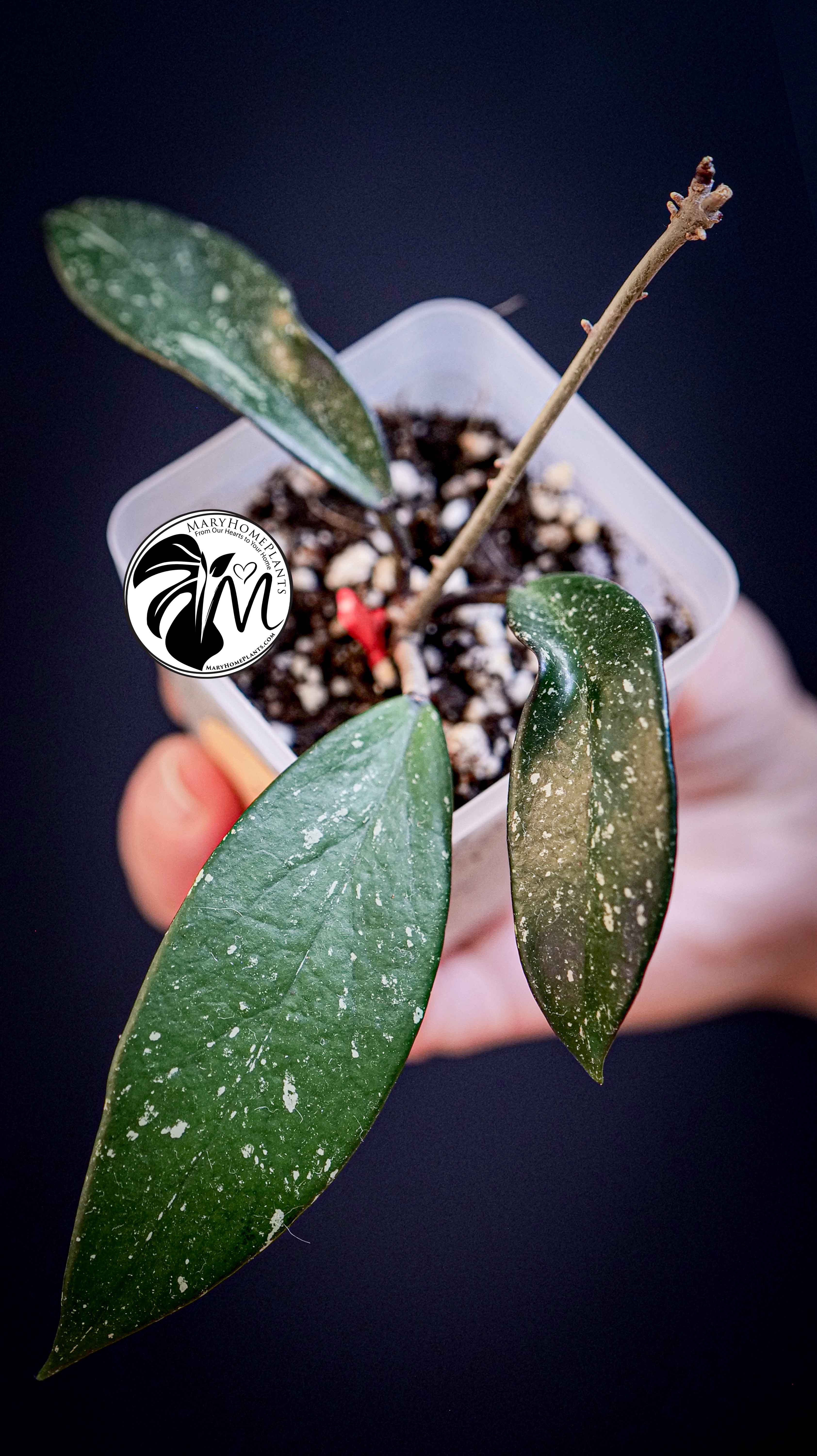 Hoya Pubicalyx Splash