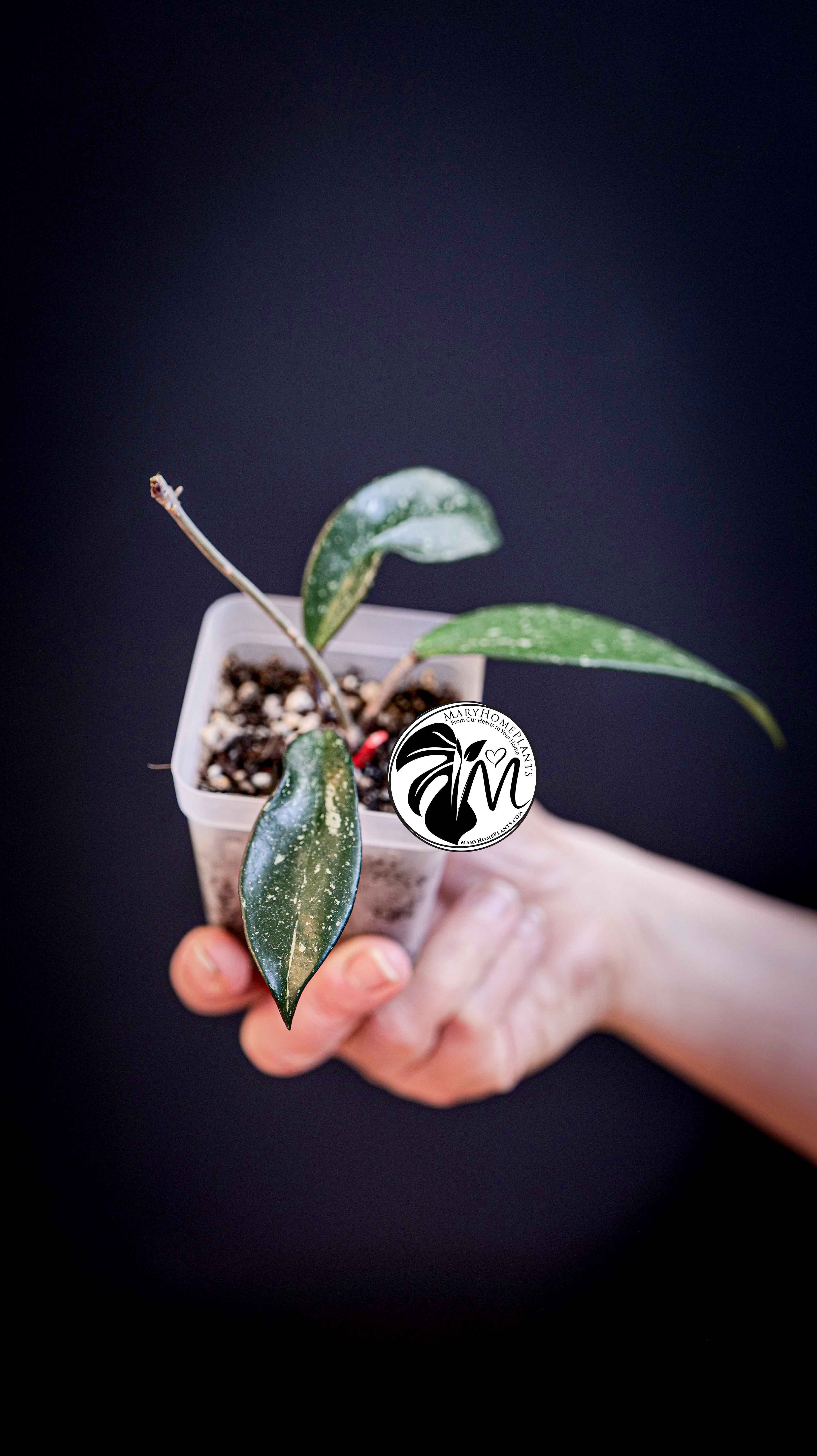 Hoya Pubicalyx Splash