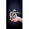 Hoya Pubicalyx Splash