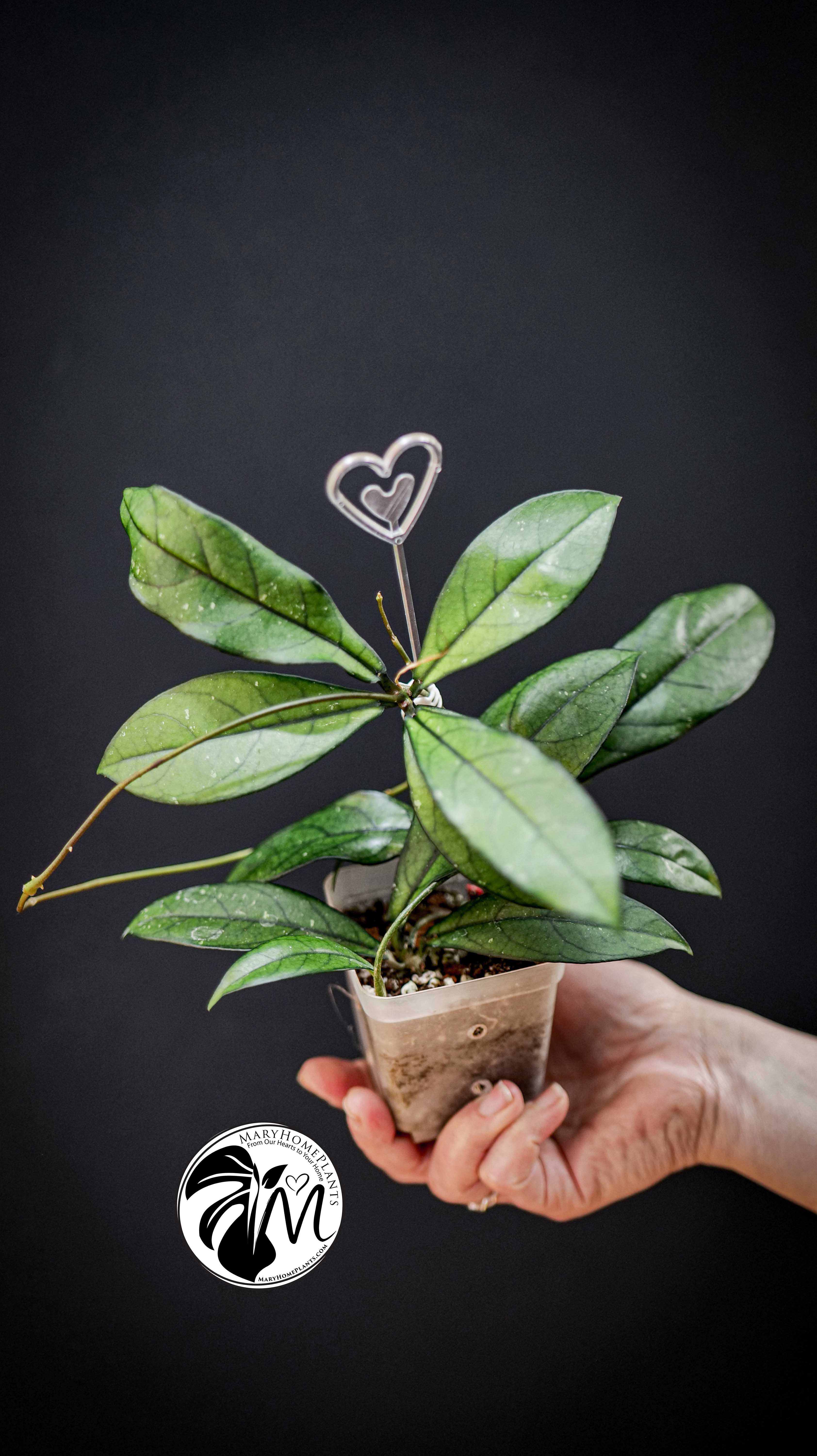 Hoya Crassipetiolata Splash