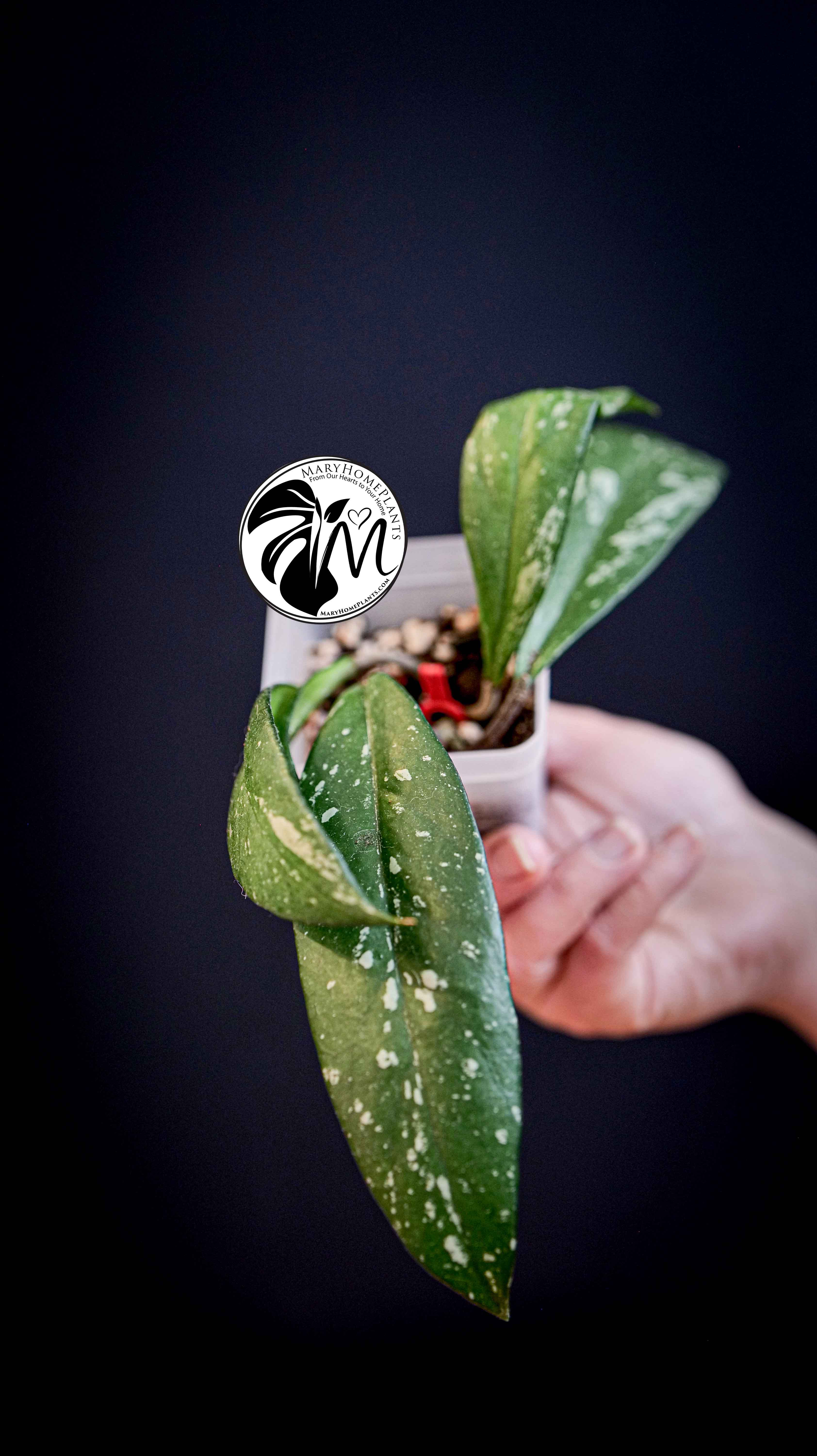 Hoya Pubicalyx Splash