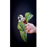 Hoya Pubicalyx Splash