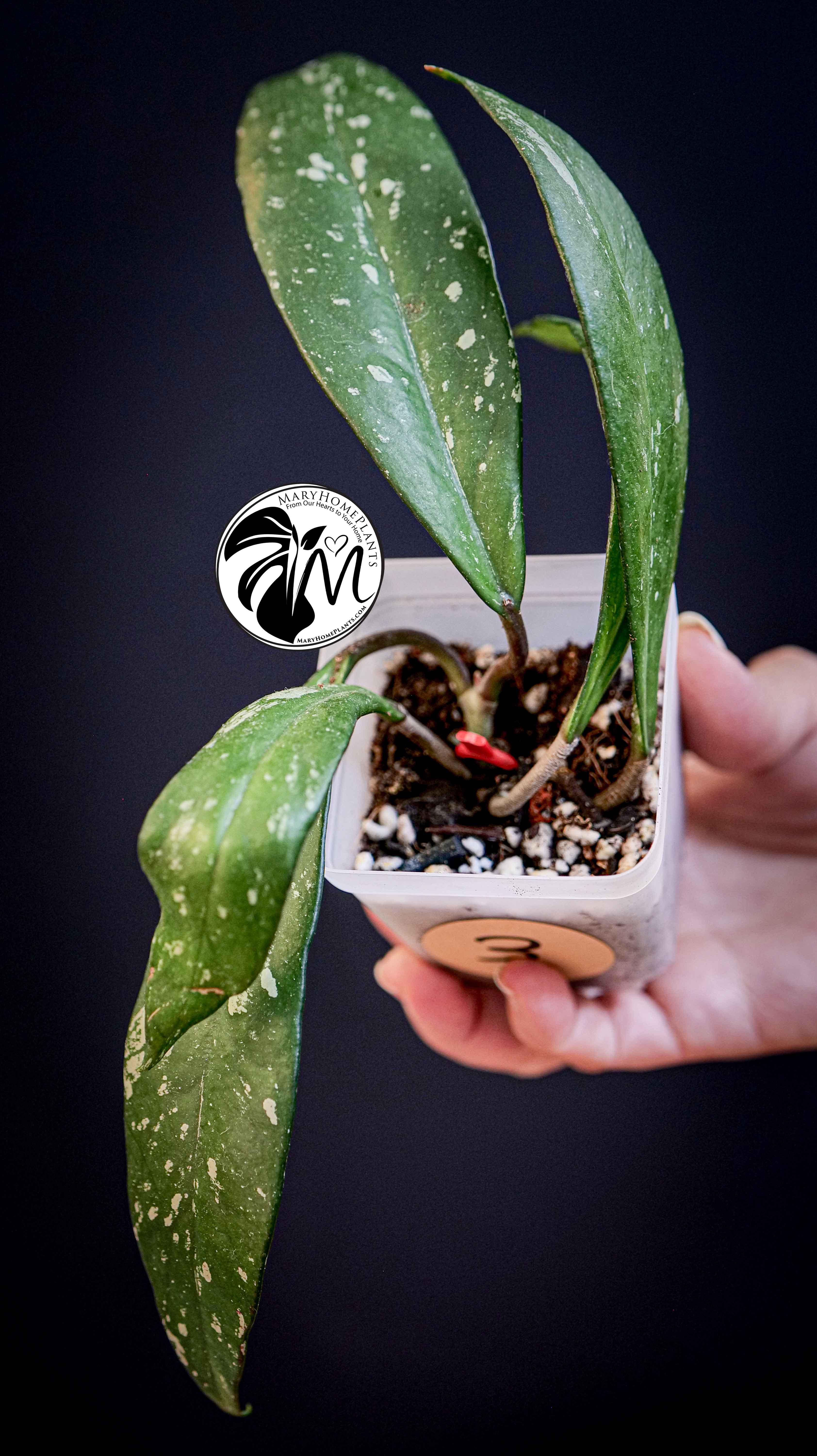 Hoya Pubicalyx Splash