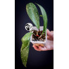 Hoya Pubicalyx Splash