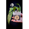 Hoya Pubicalyx Splash