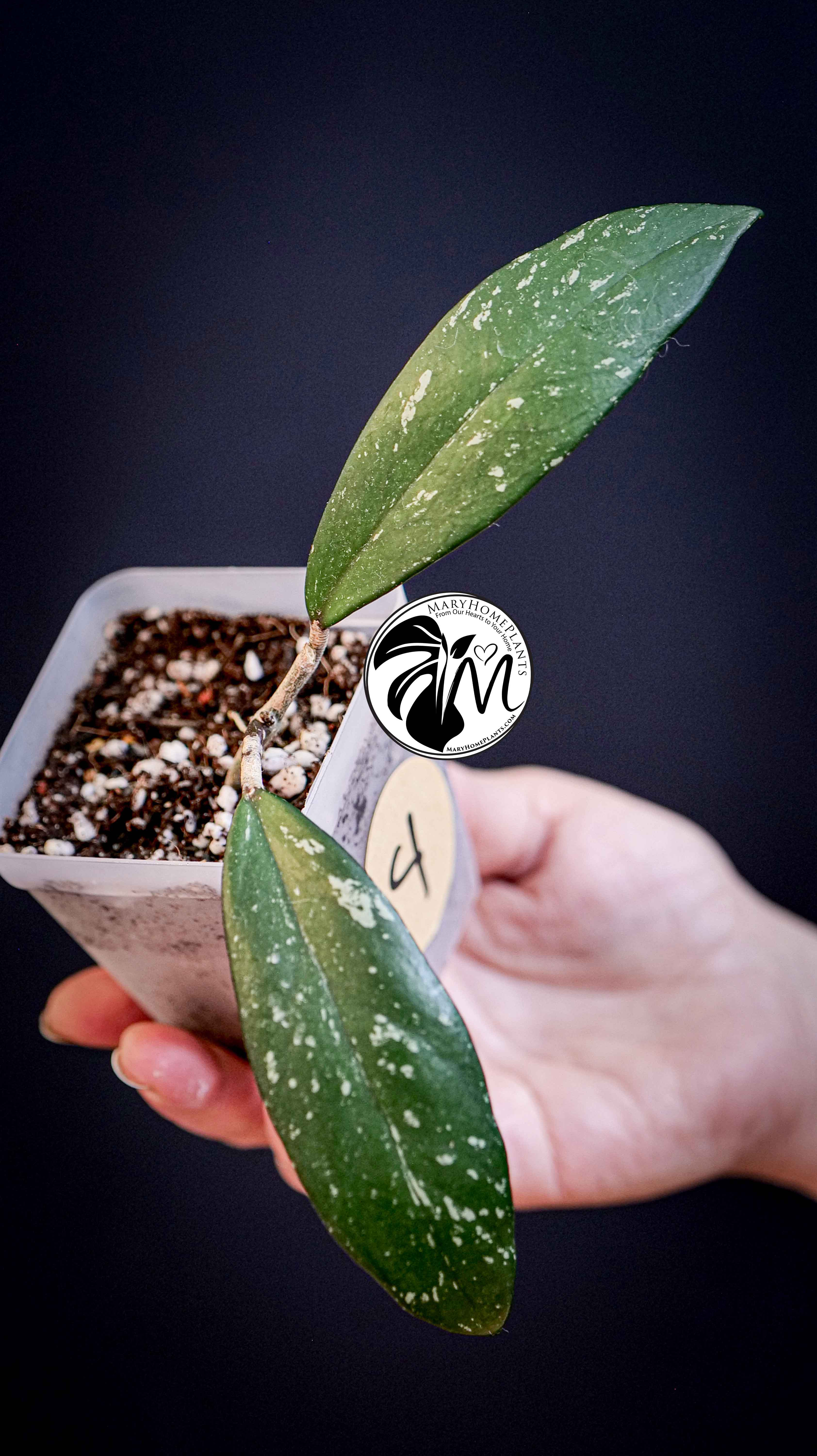 Hoya Pubicalyx Splash