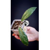 Hoya Pubicalyx Splash