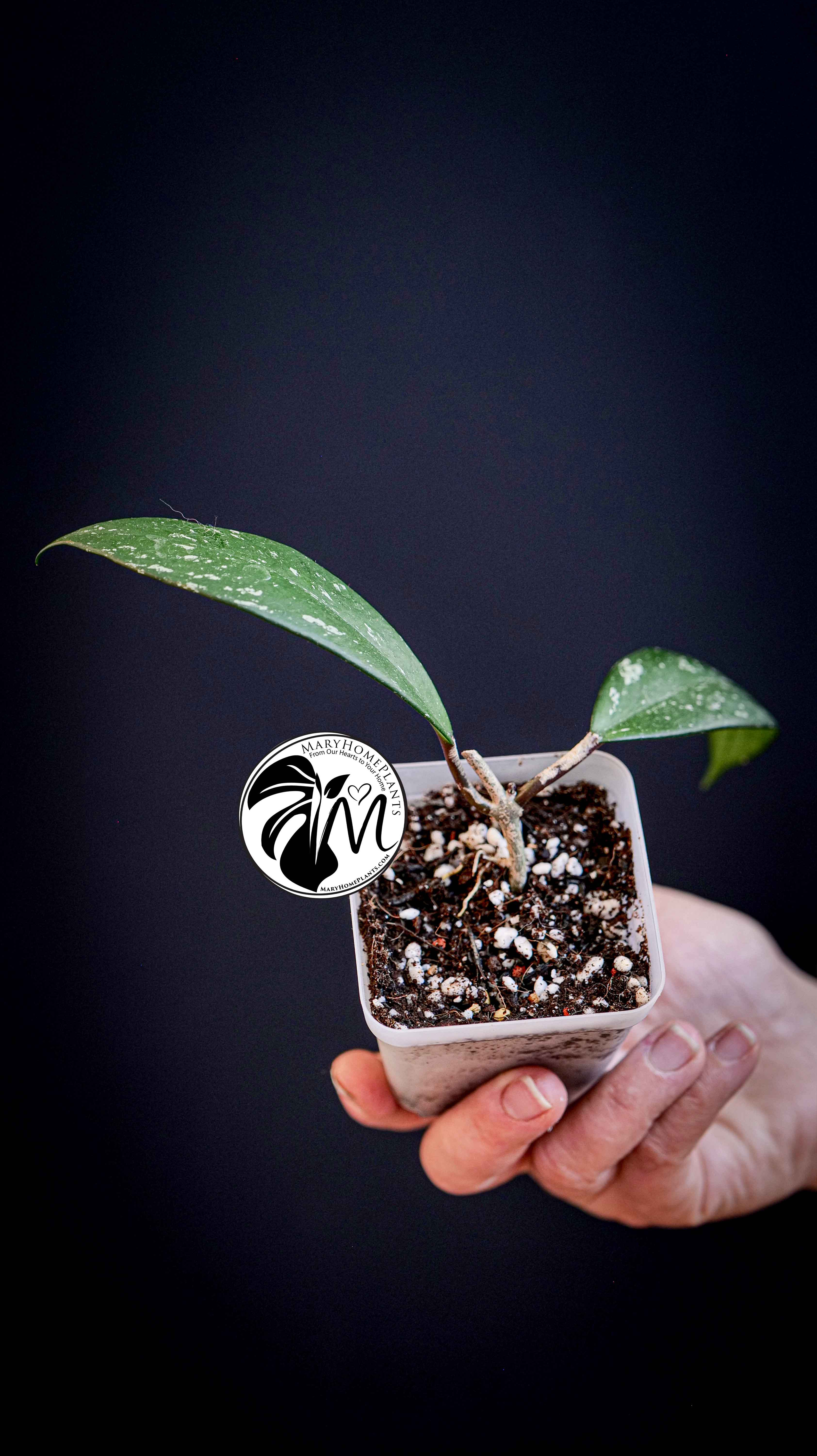 Hoya Pubicalyx Splash