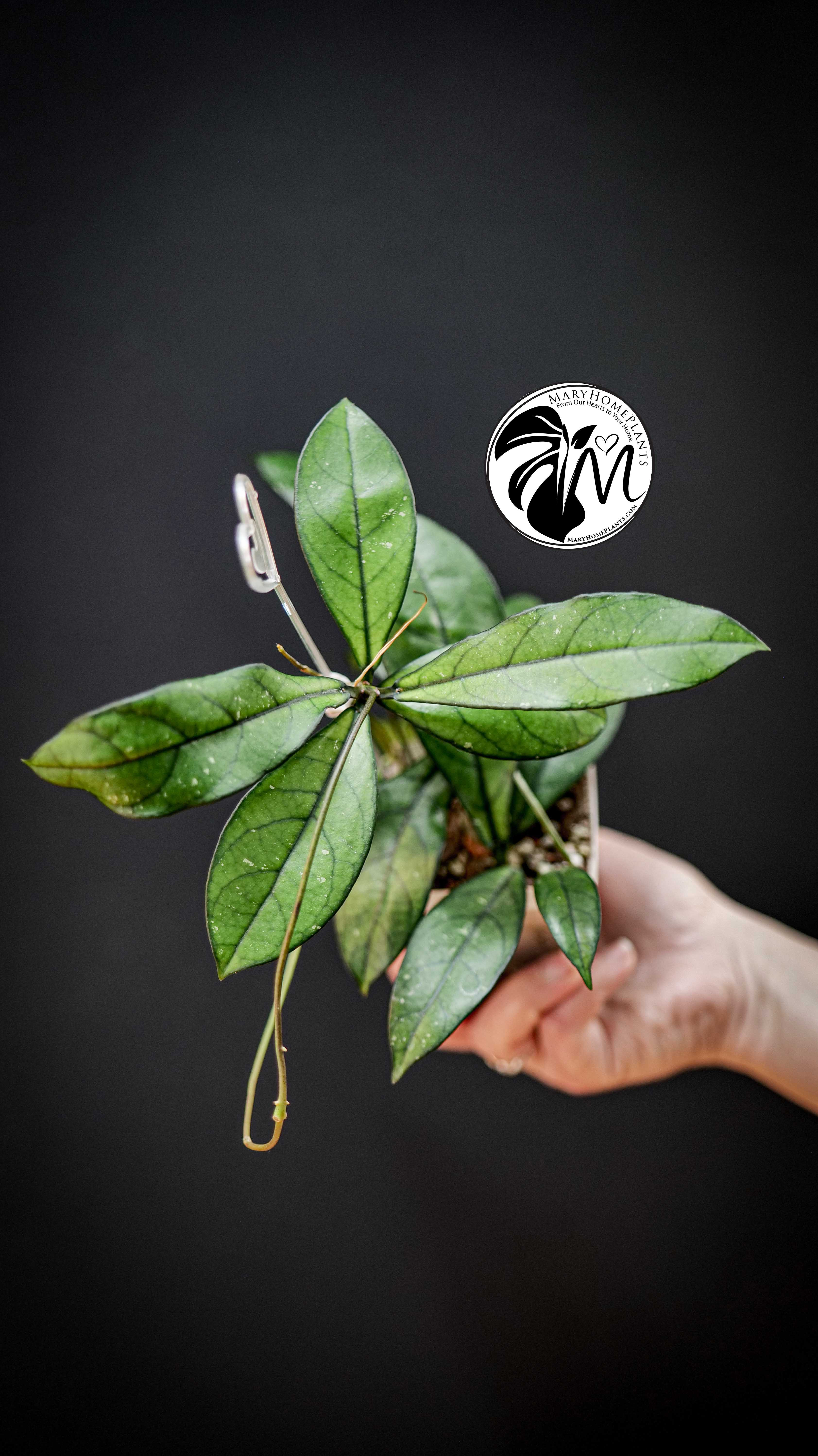 Hoya Crassipetiolata Splash