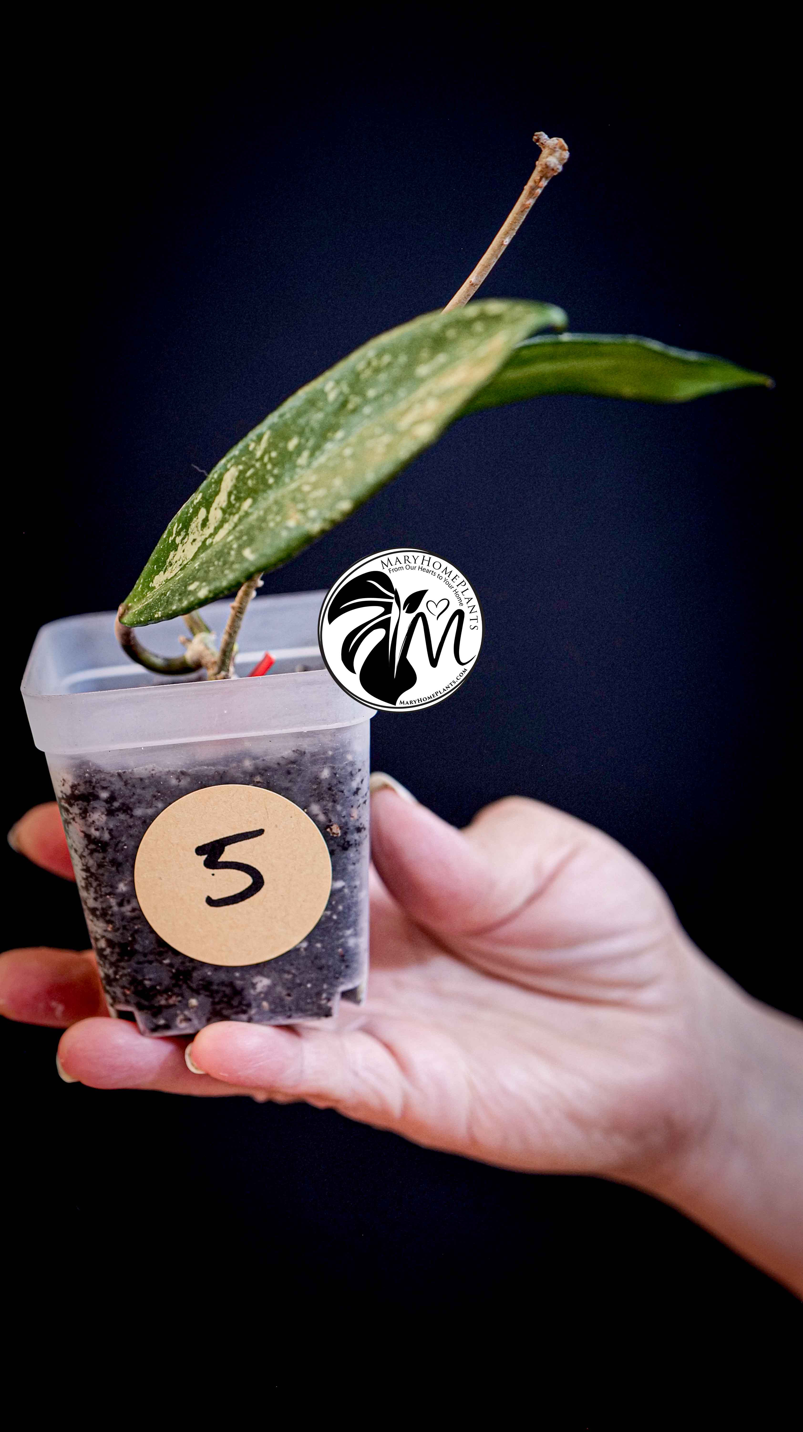 Hoya Pubicalyx Splash