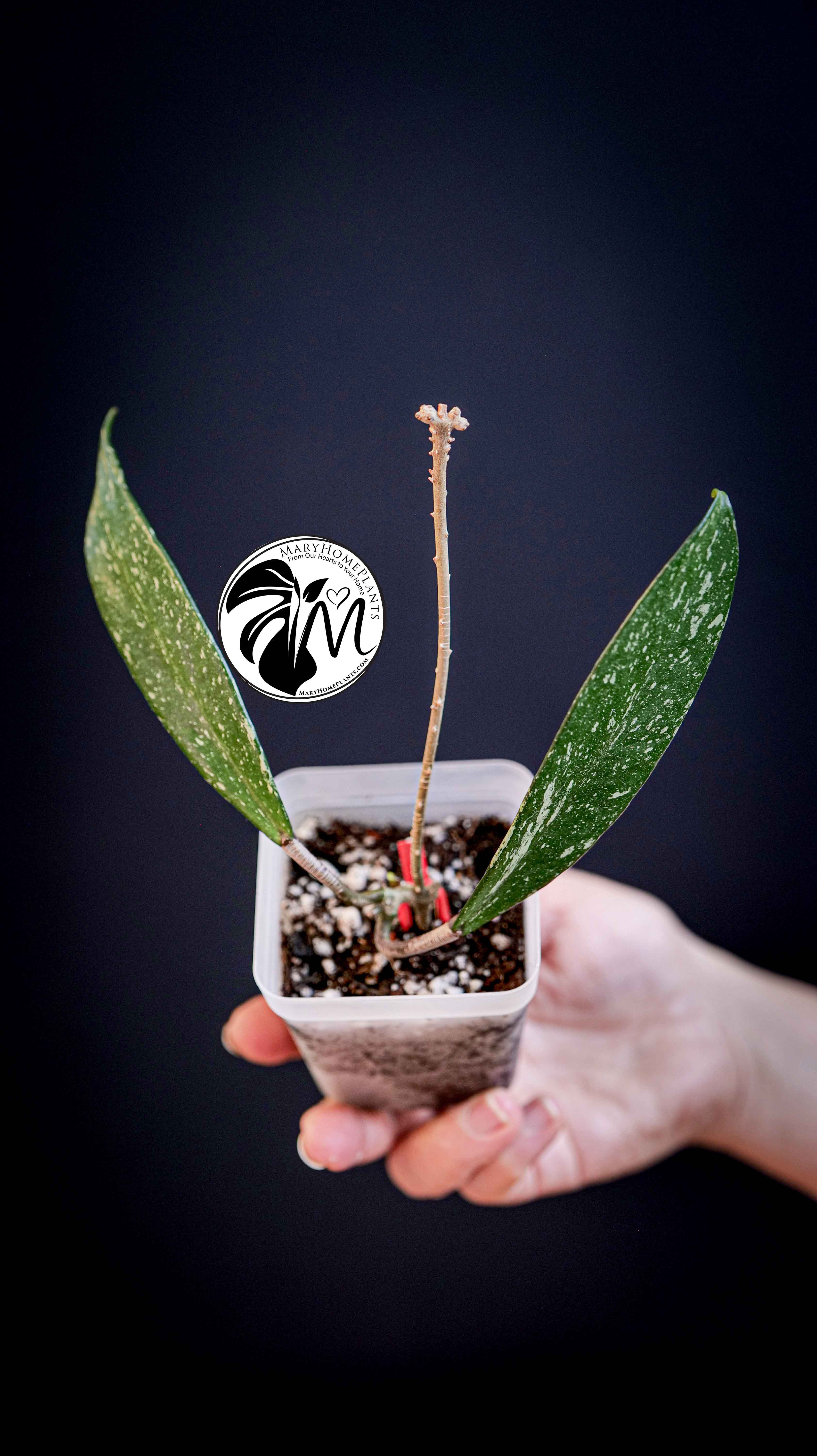 Hoya Pubicalyx Splash