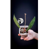 Hoya Pubicalyx Splash