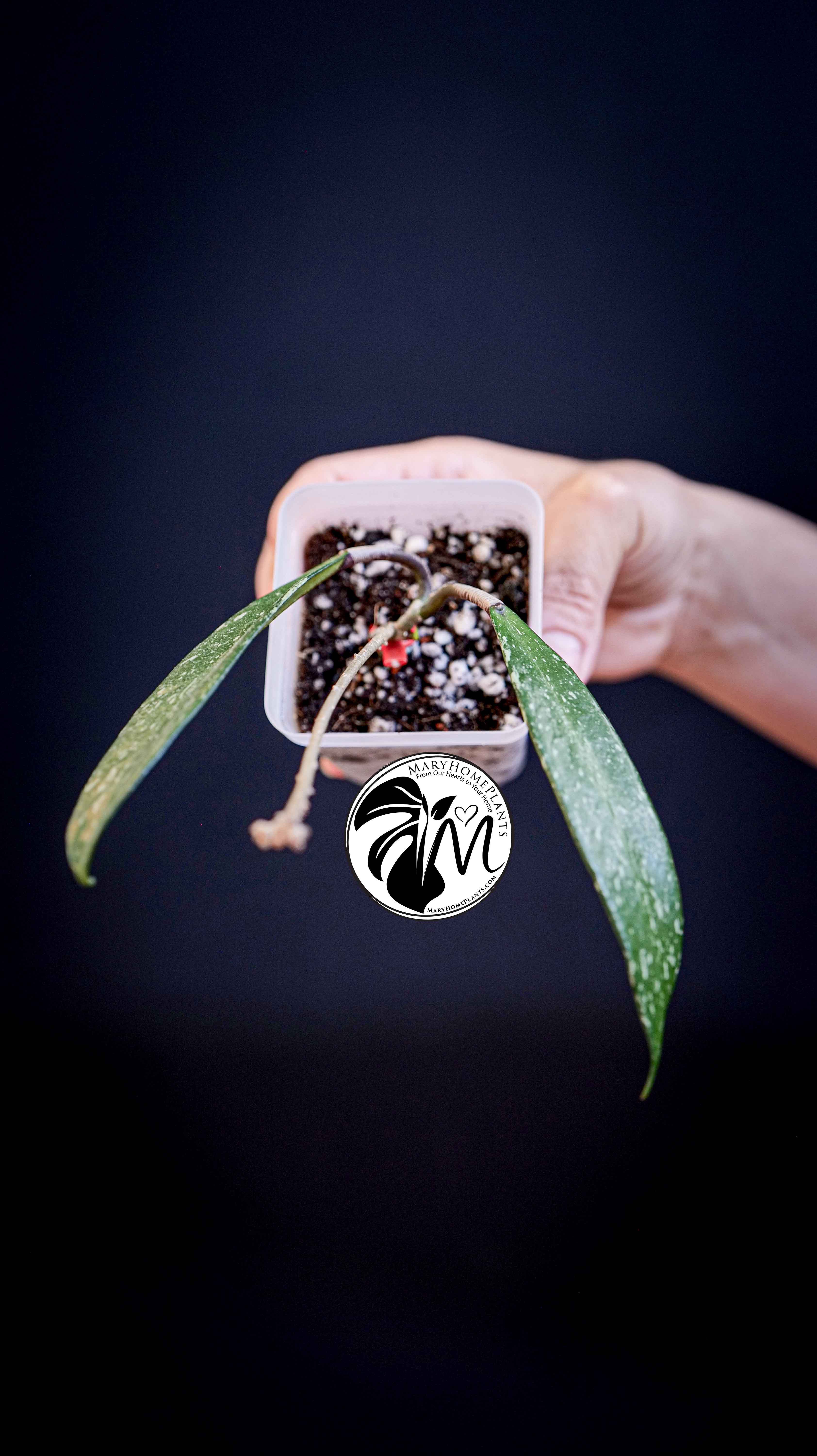 Hoya Pubicalyx Splash