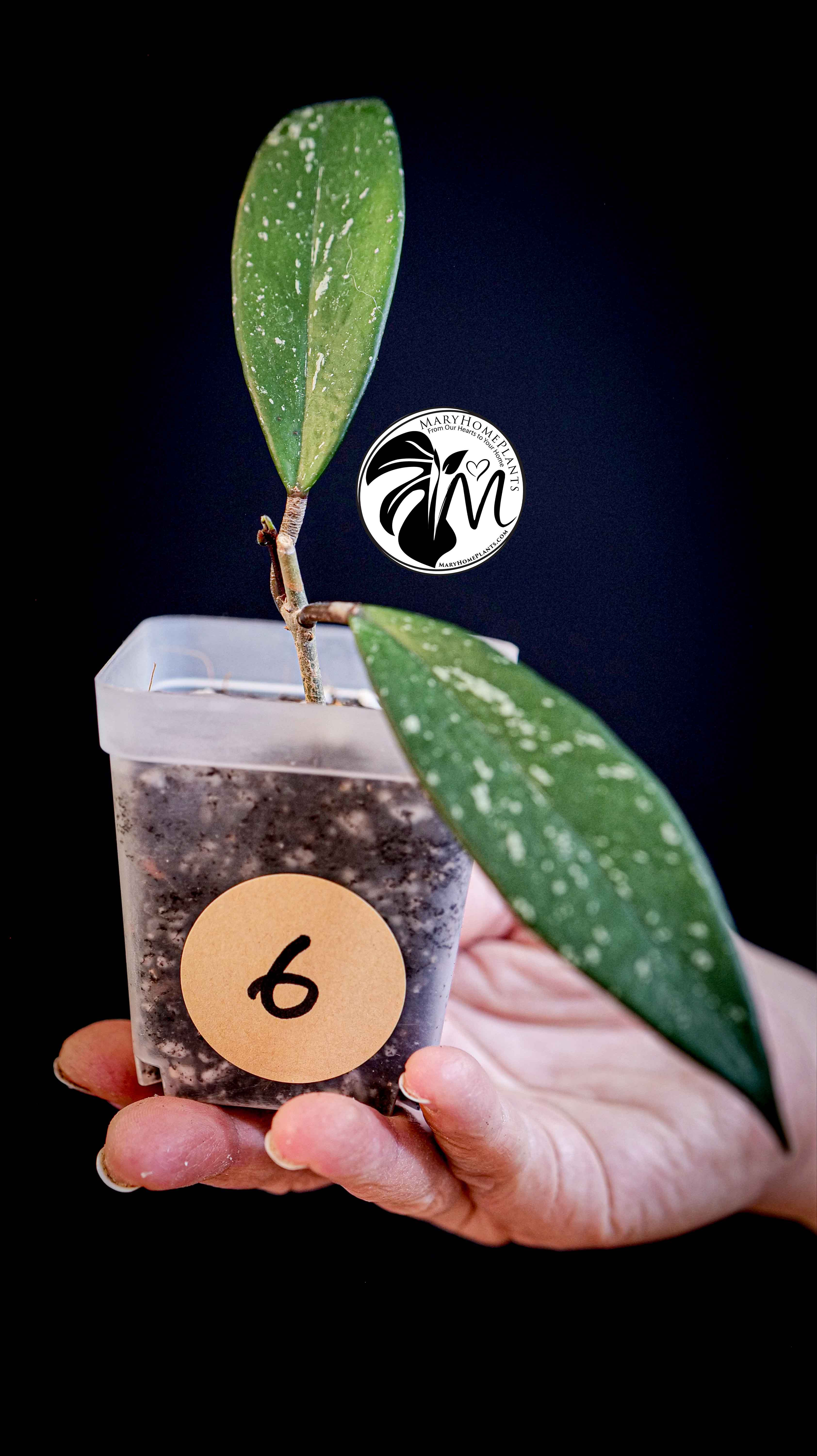 Hoya Pubicalyx Splash