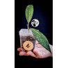 Hoya Pubicalyx Splash
