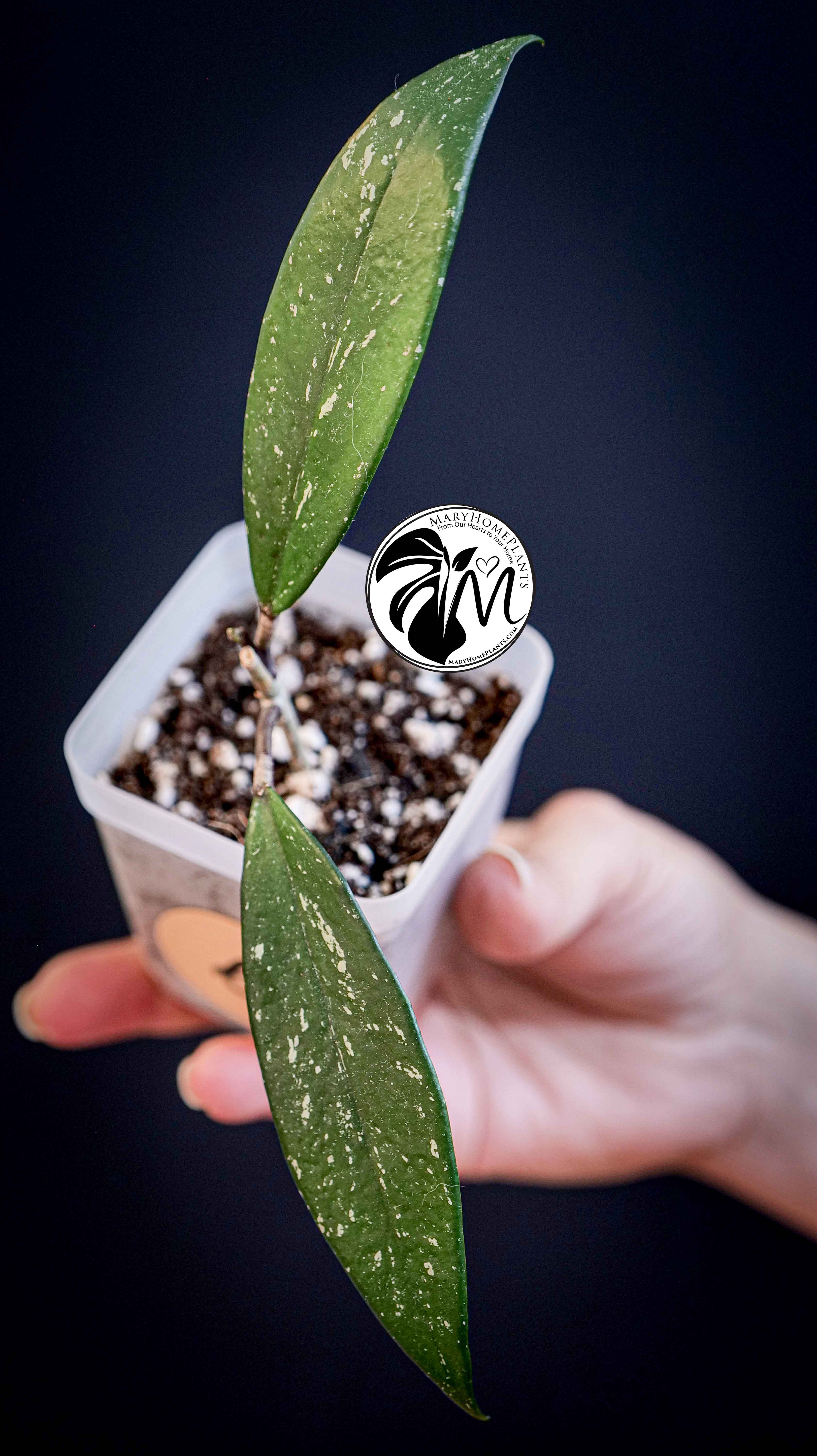 Hoya Pubicalyx Splash
