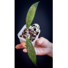 Hoya Pubicalyx Splash