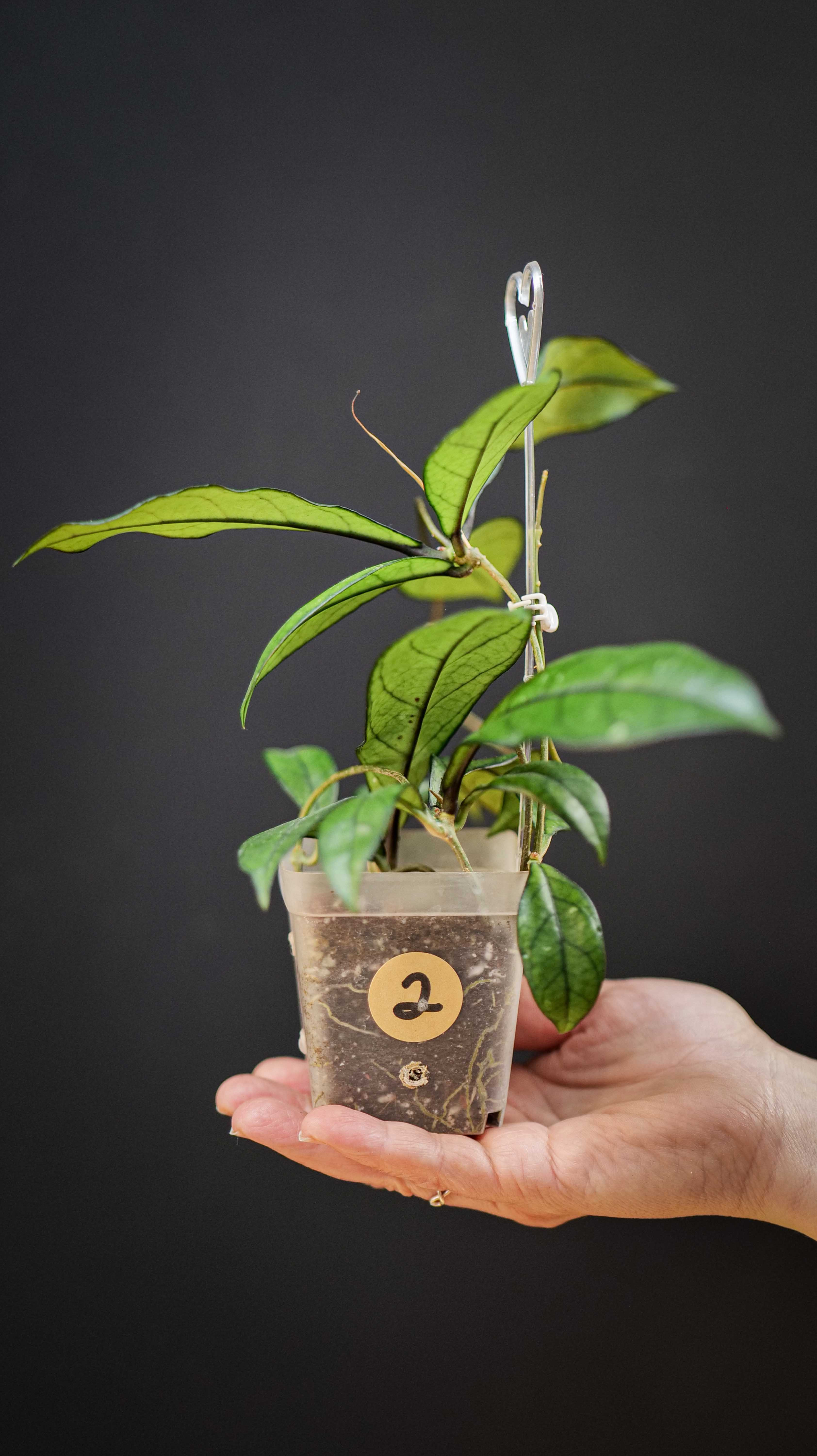 Hoya Crassipetiolata Splash