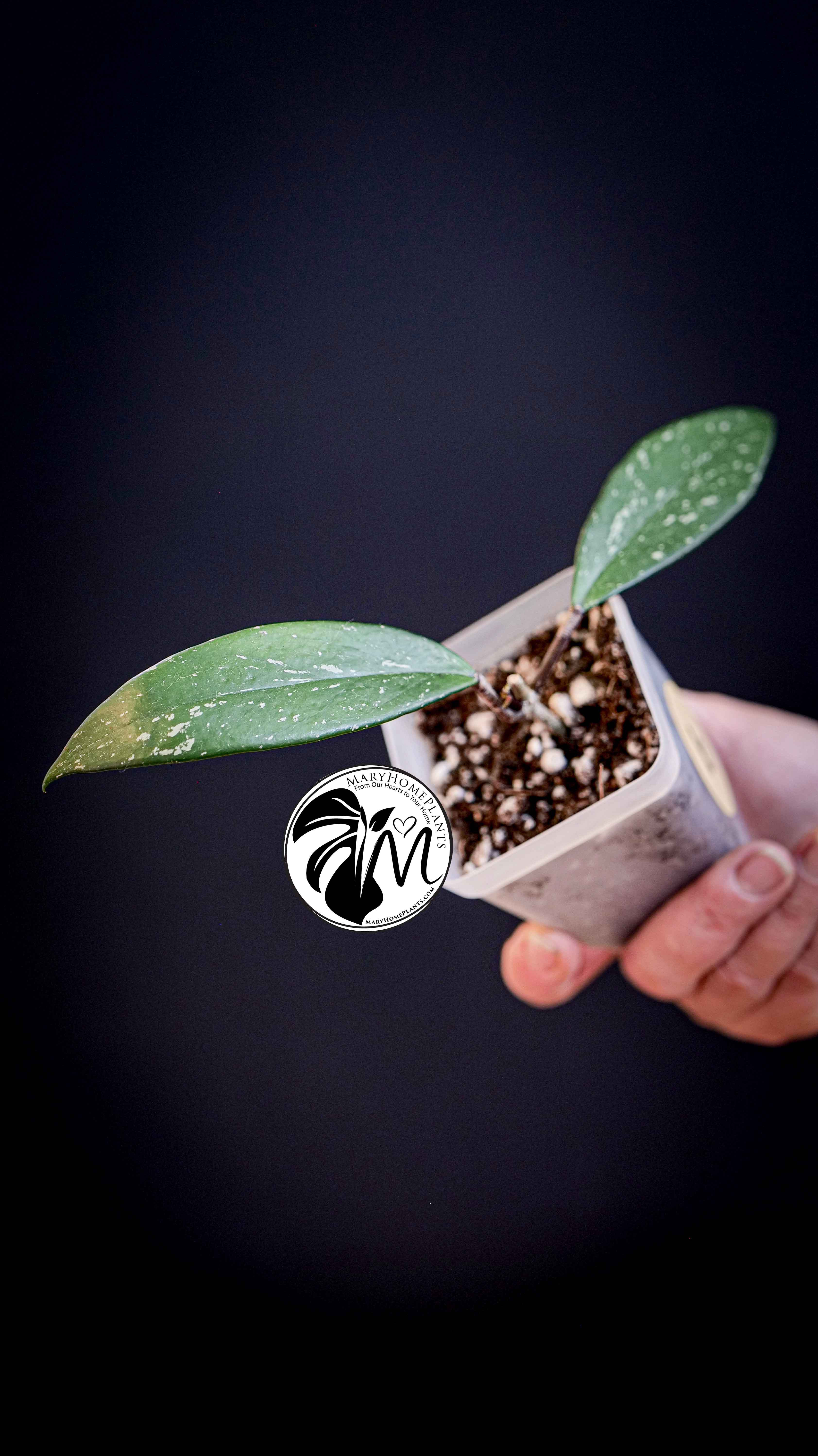 Hoya Pubicalyx Splash