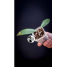 Hoya Pubicalyx Splash