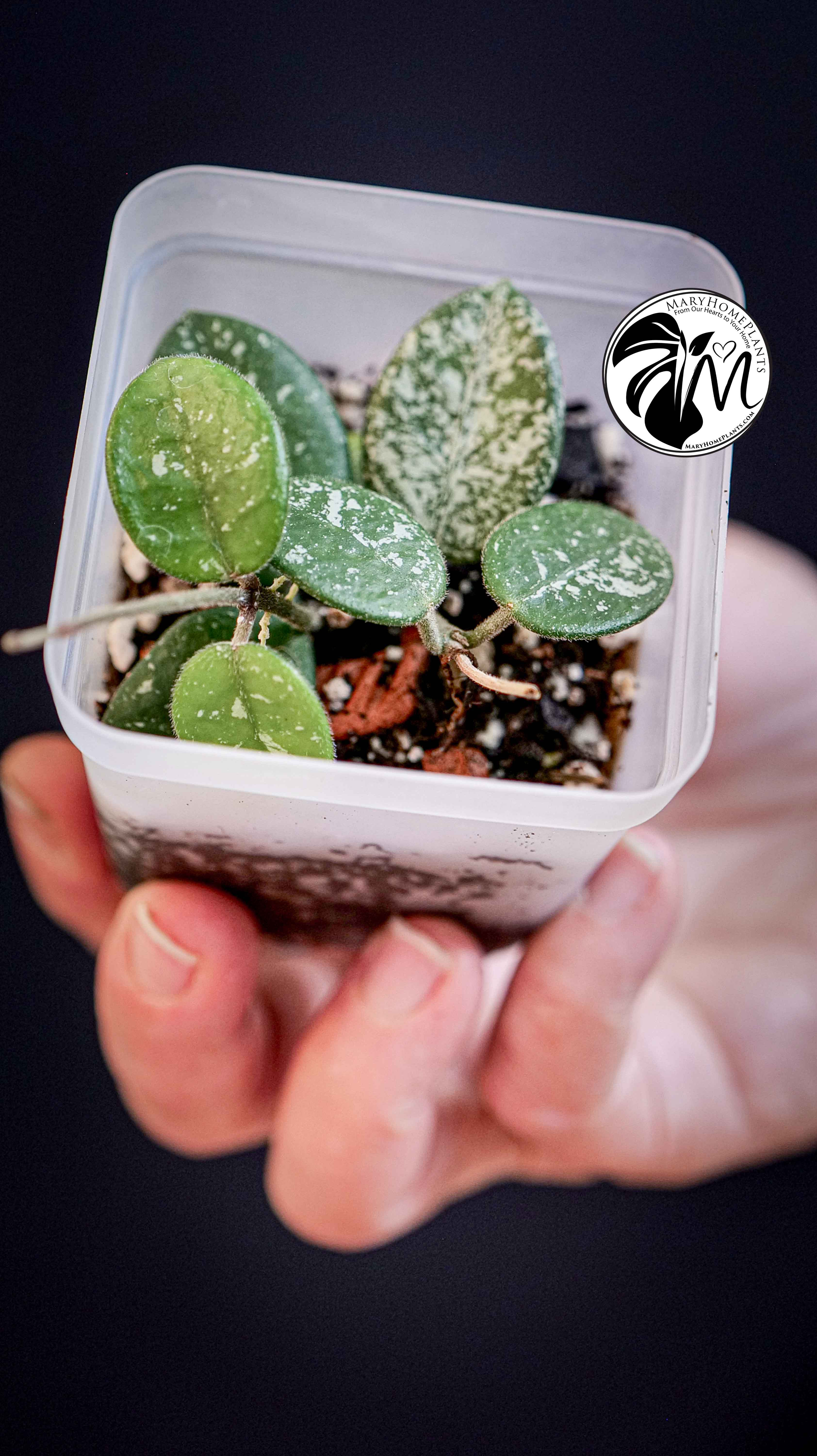 Hoya Mathilde Splash