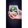 Hoya Mathilde Splash