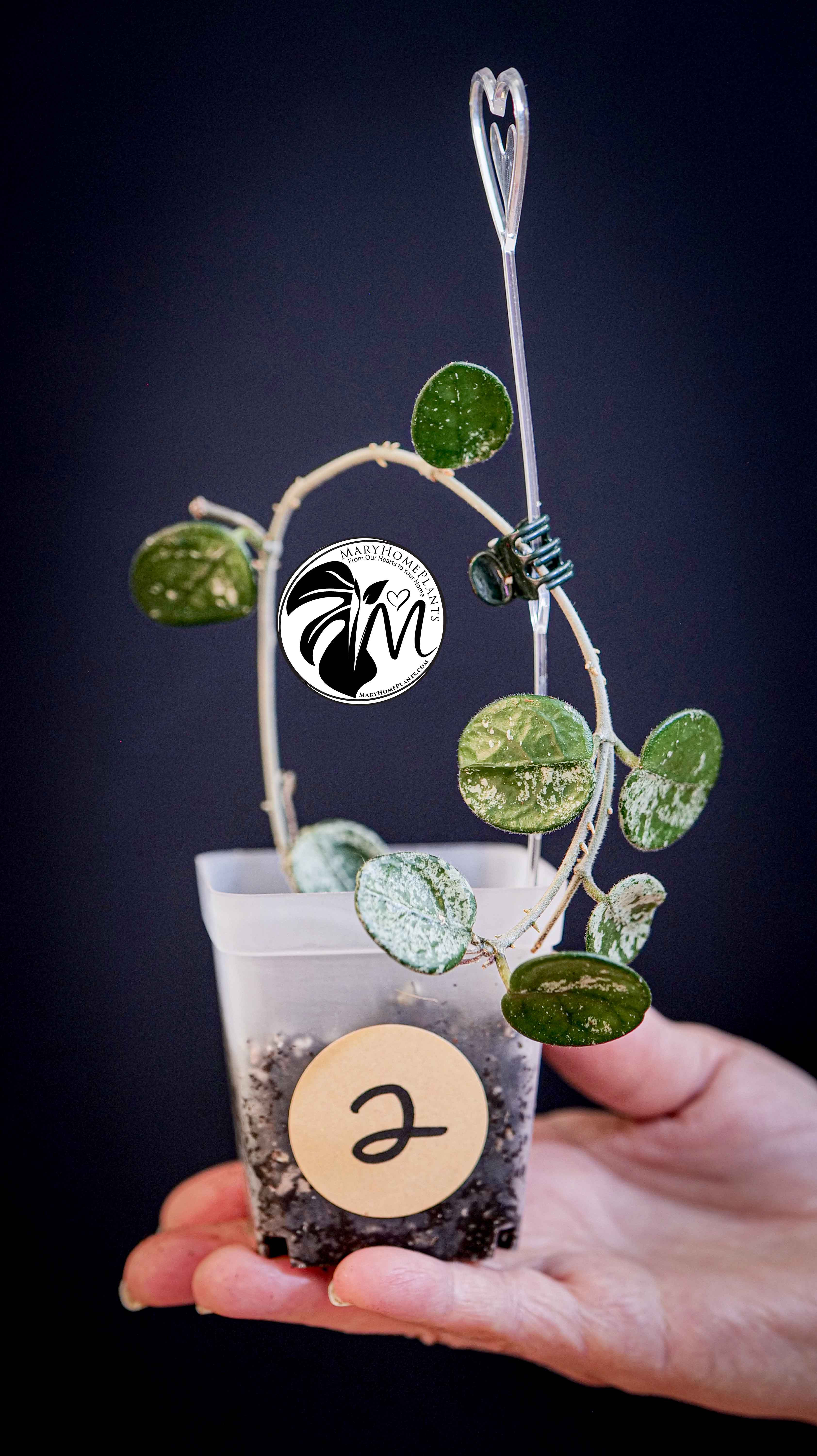 Hoya Mathilde Splash