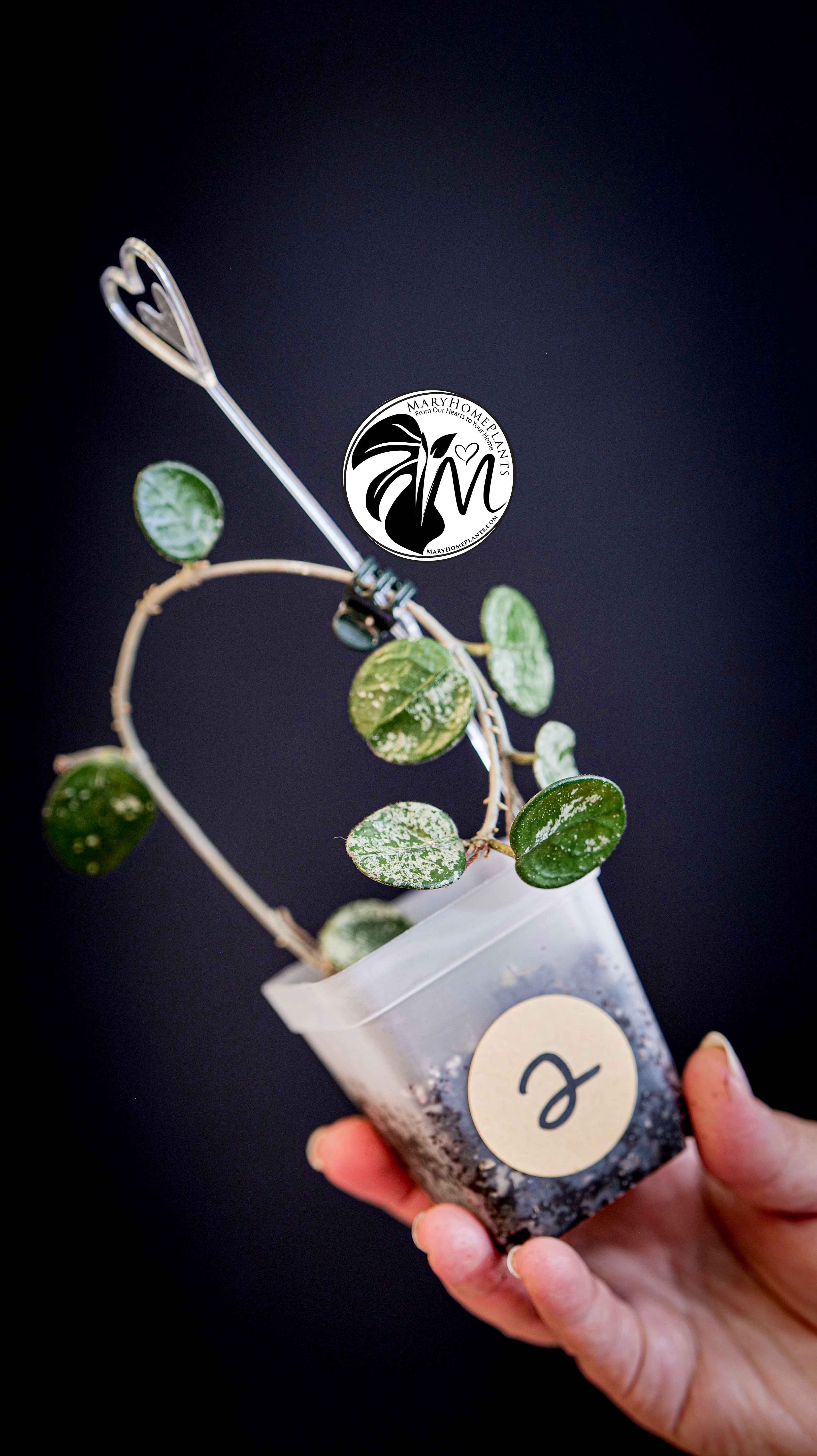 Hoya Mathilde Splash