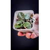 Hoya Mathilde Splash