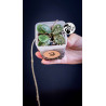 Hoya Mathilde Splash