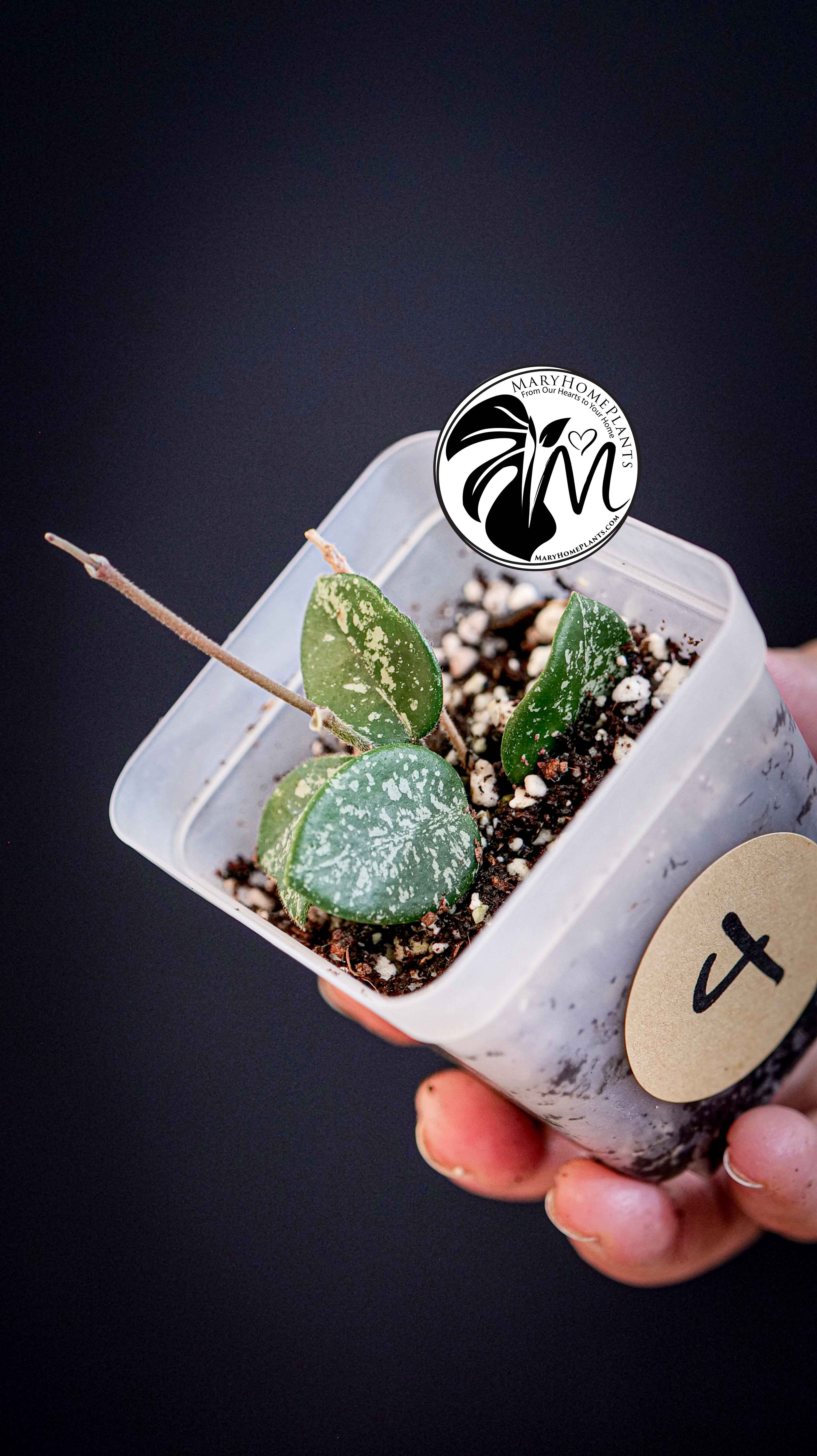 Hoya Mathilde Splash