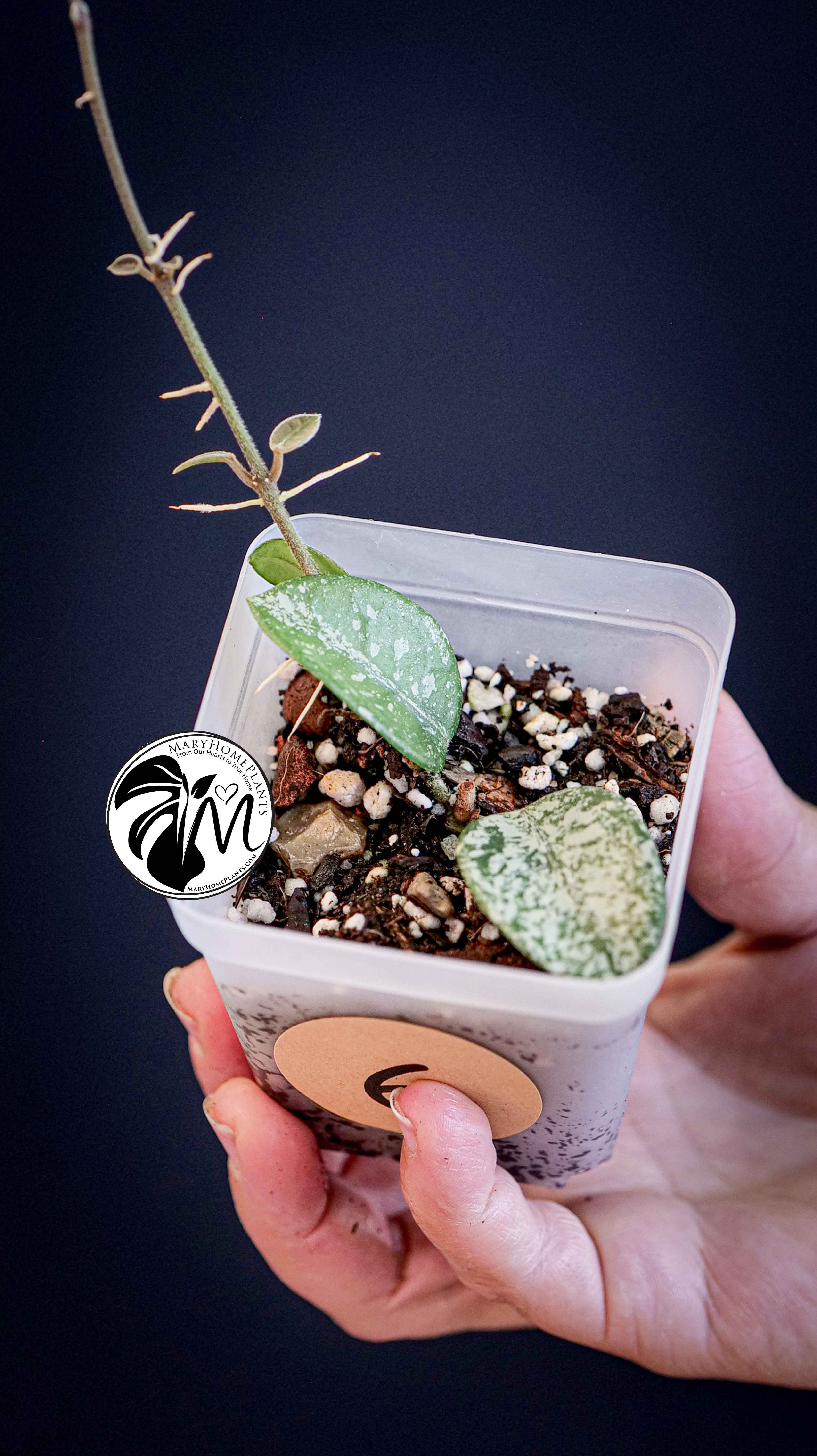 Hoya Mathilde Splash