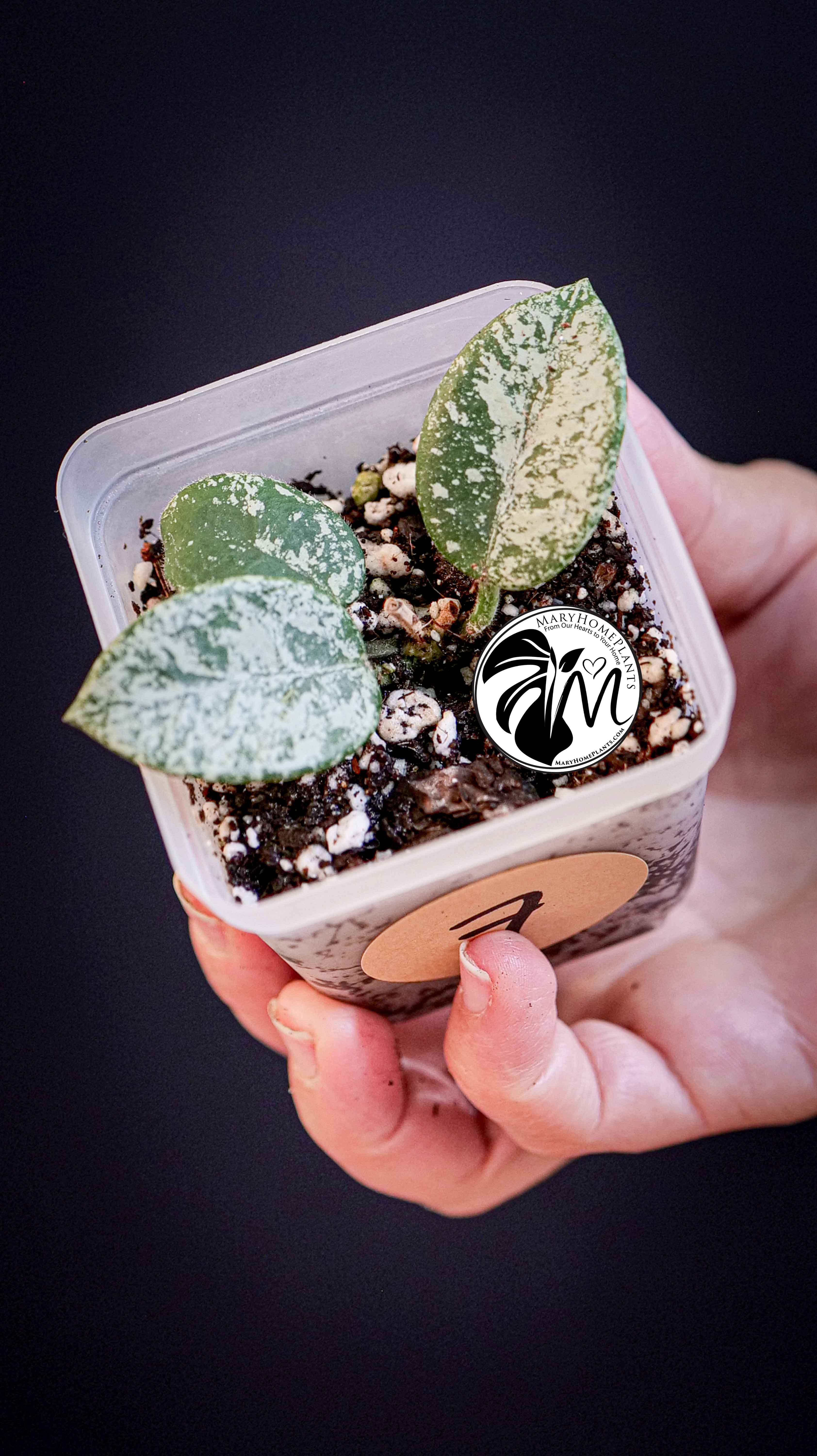Hoya Mathilde Splash