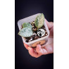Hoya Mathilde Splash