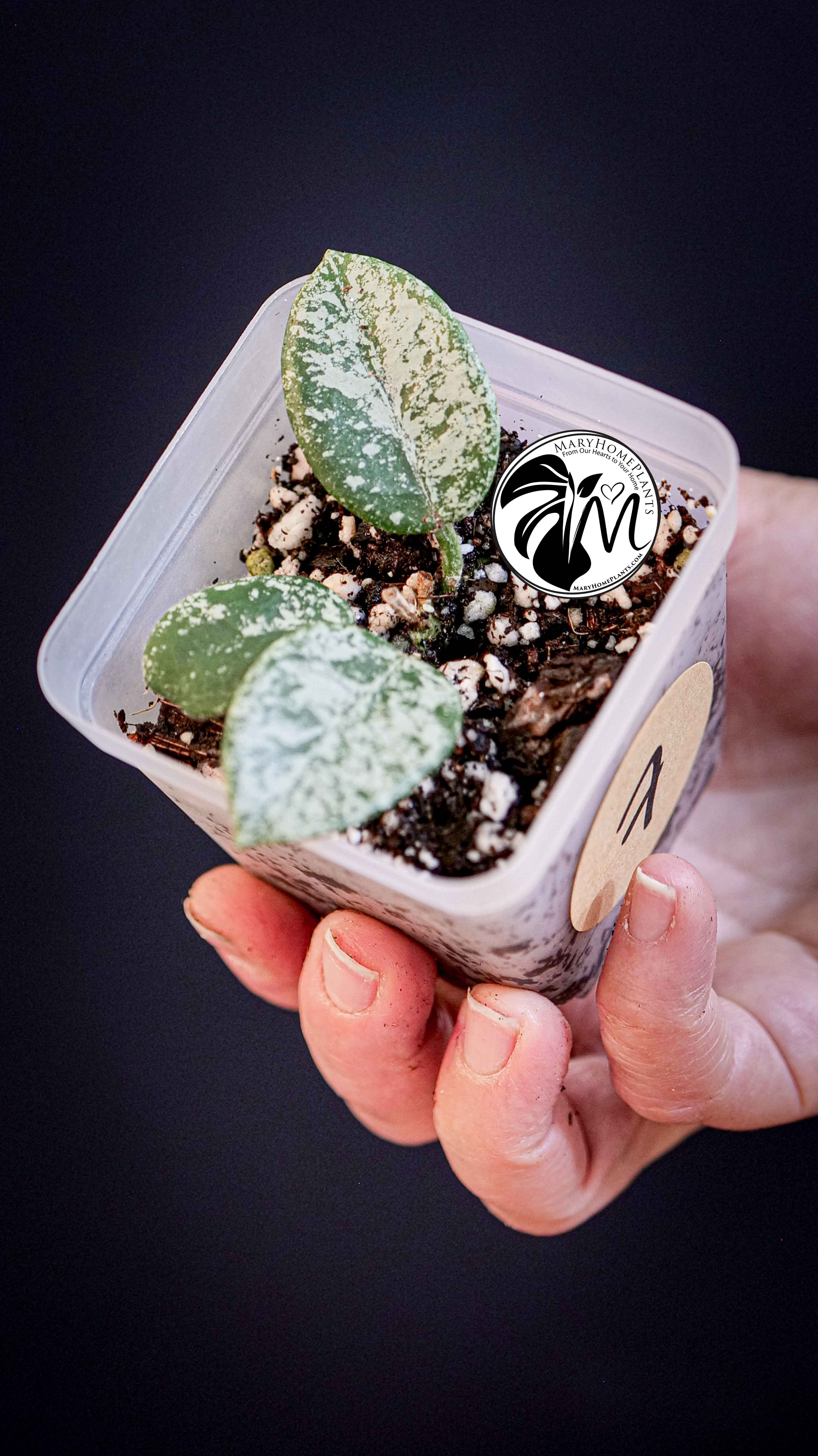 Hoya Mathilde Splash