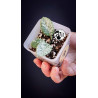 Hoya Mathilde Splash