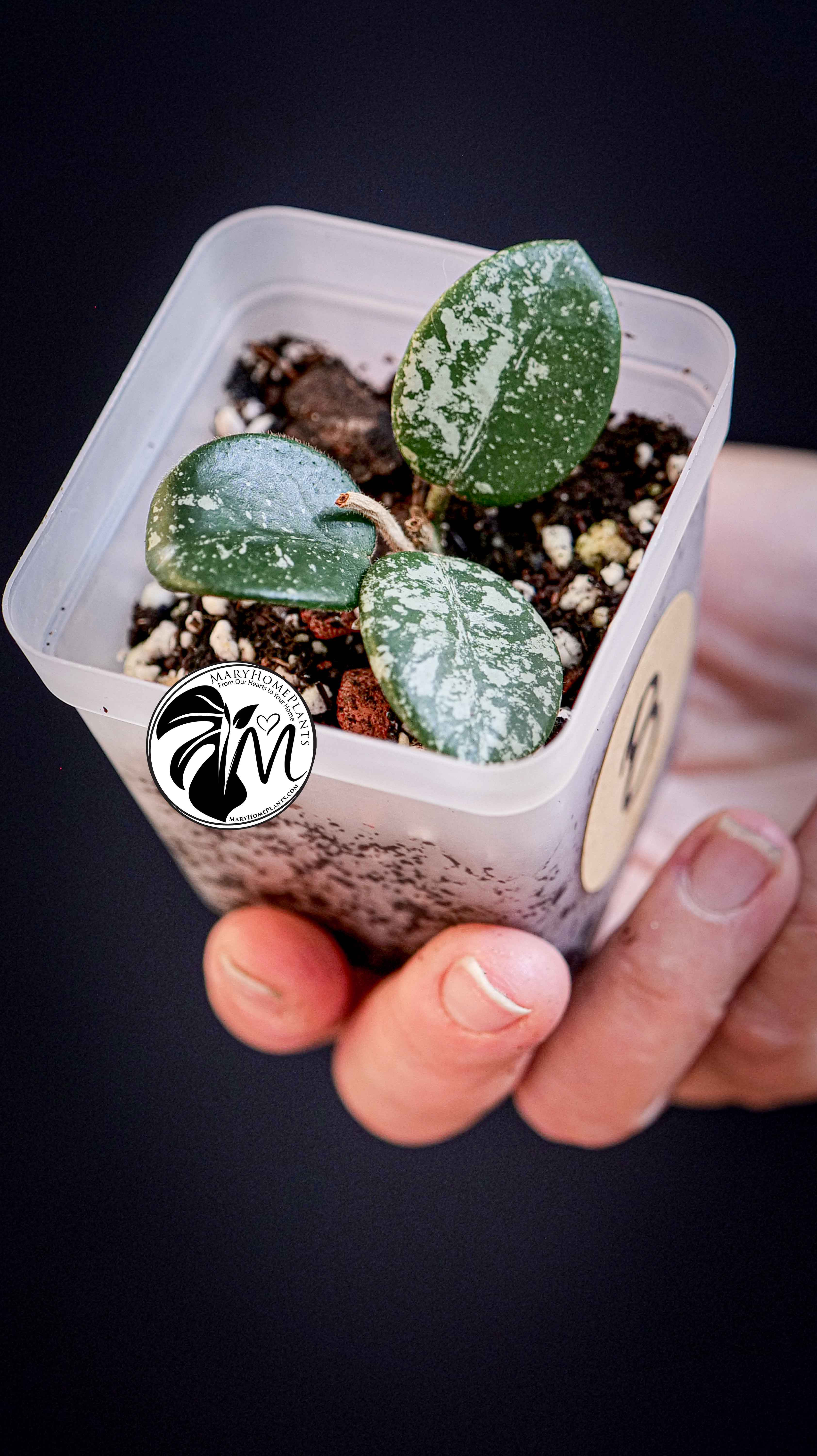 Hoya Mathilde Splash